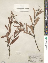 Salix arbusculoides f. glabra image