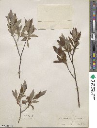 Salix arbusculoides f. glabra image