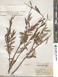 Salix arbusculoides f. glabra image