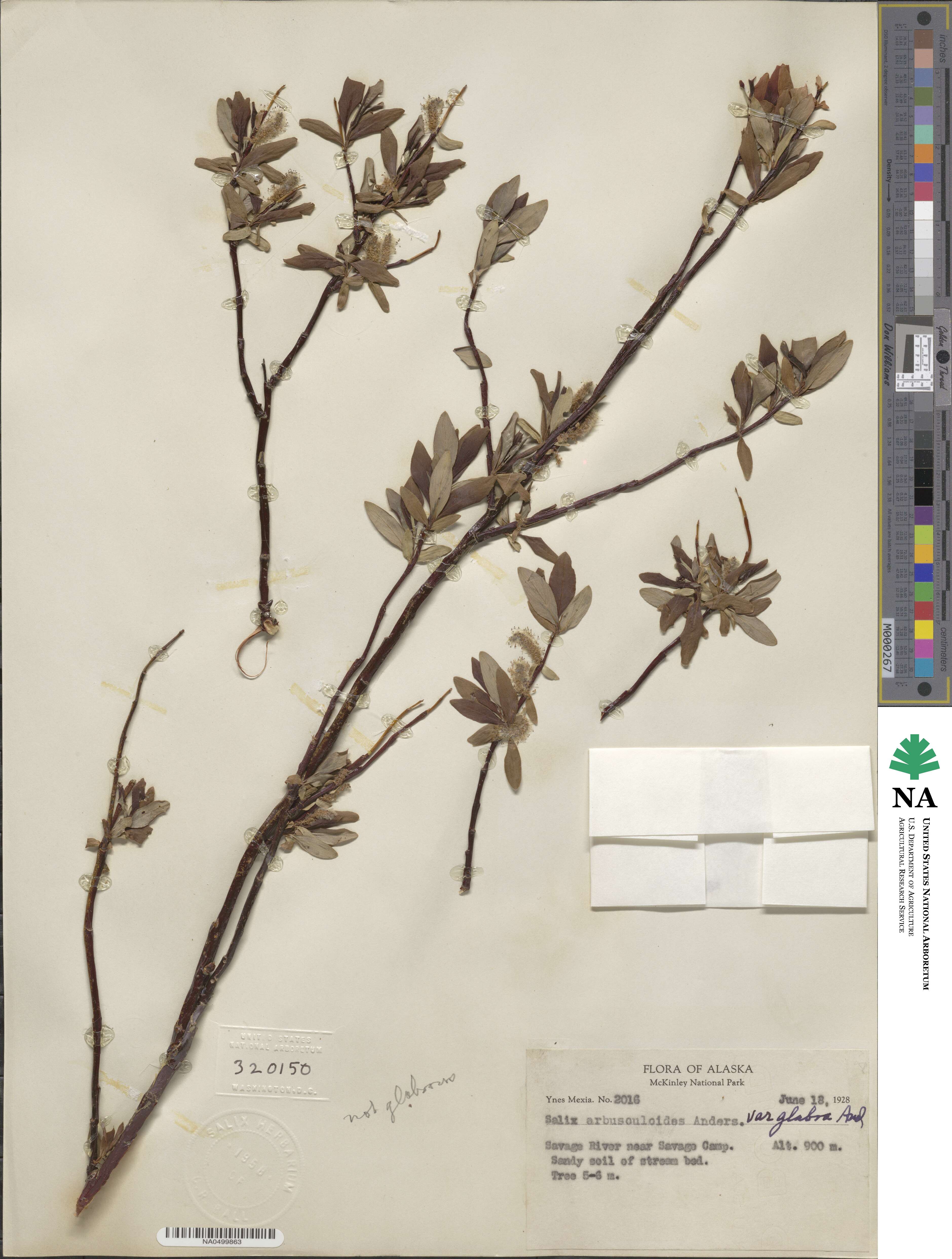 Salix arbusculoides image