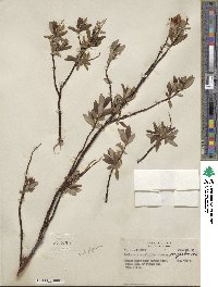 Salix arbusculoides f. glabra image