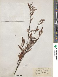 Salix arbusculoides f. glabra image