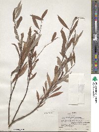 Salix arbusculoides image