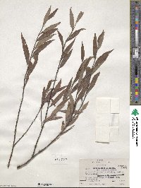 Salix arbusculoides f. glabra image