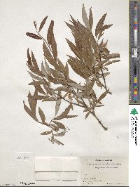 Salix arbusculoides f. glabra image