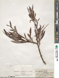 Salix arbusculoides image