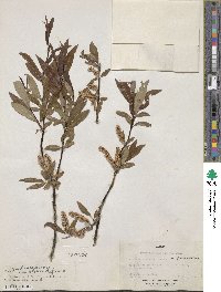 Salix arbusculoides f. glabra image