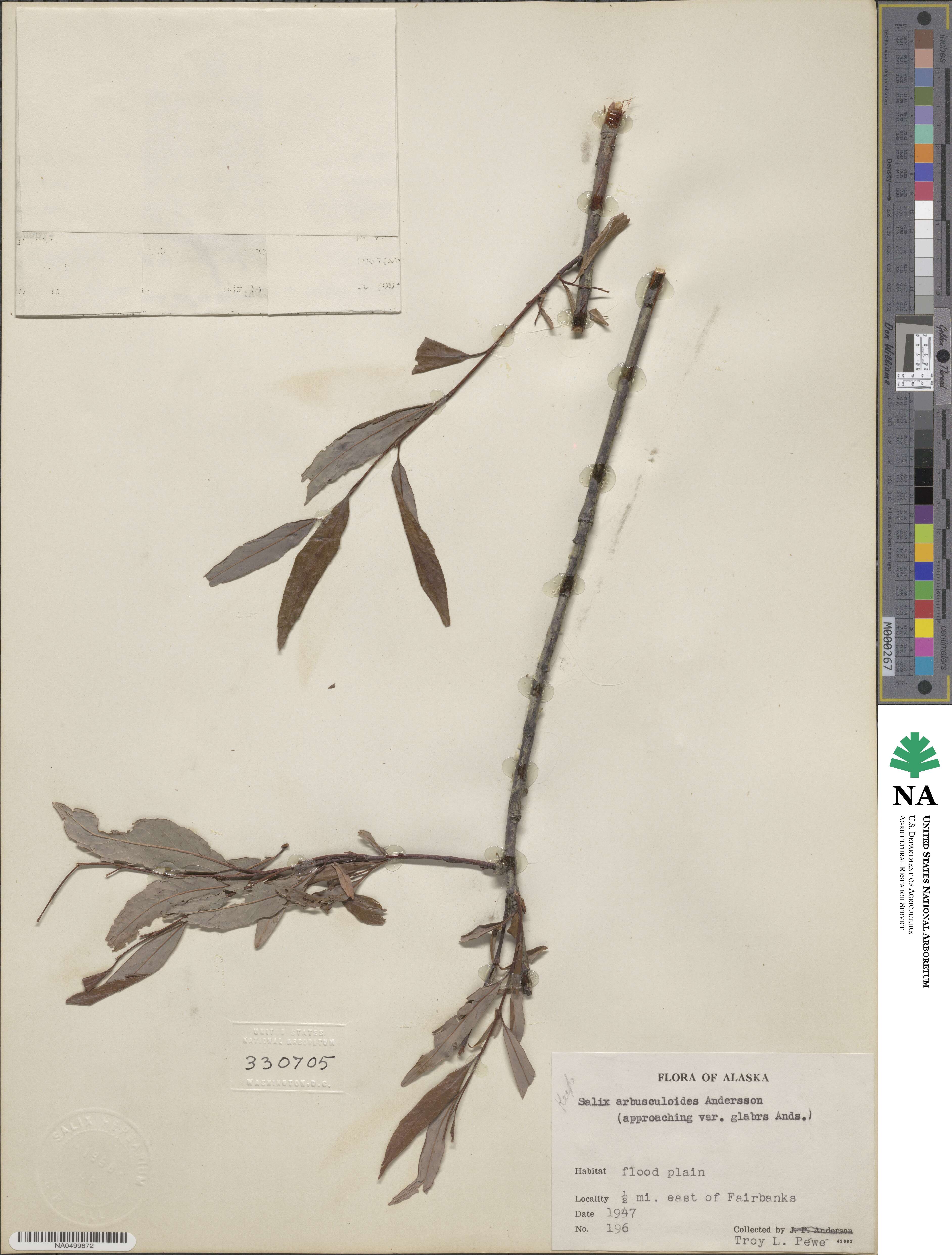 Salix arbusculoides f. glabra image