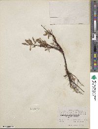 Salix arbusculoides f. glabra image