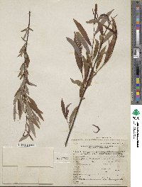 Salix arbusculoides f. glabra image