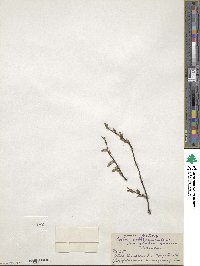 Salix arbusculoides image