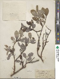 Salix arctica image