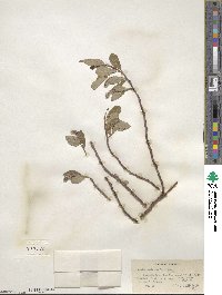 Salix arctica image