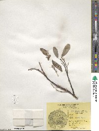 Salix arctica image