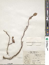 Salix arctica image