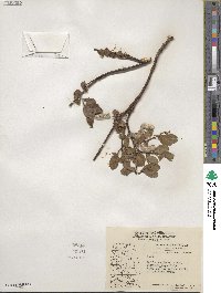 Salix arctica image