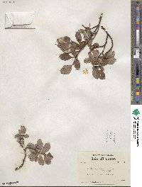 Salix arctica image