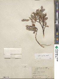 Salix arctica image