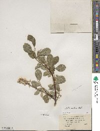 Salix arctica image