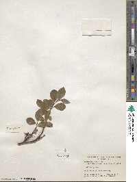 Salix arctica image