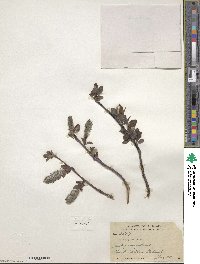 Salix arctica image