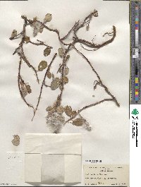 Salix arctica image