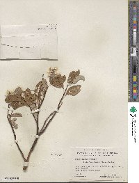 Salix arctica image