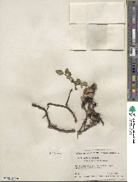 Salix arctica image