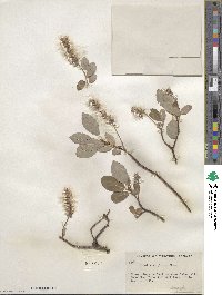 Salix arctica image