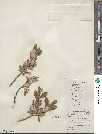 Salix arctica image