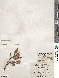 Salix arctica image