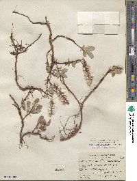 Salix arctica image