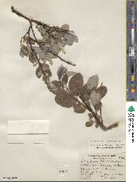 Salix arctica image