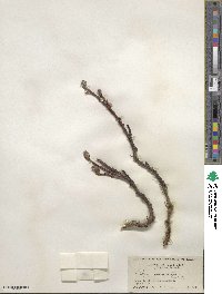 Salix arctica image