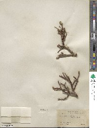 Salix arctica image