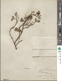 Salix arctica image