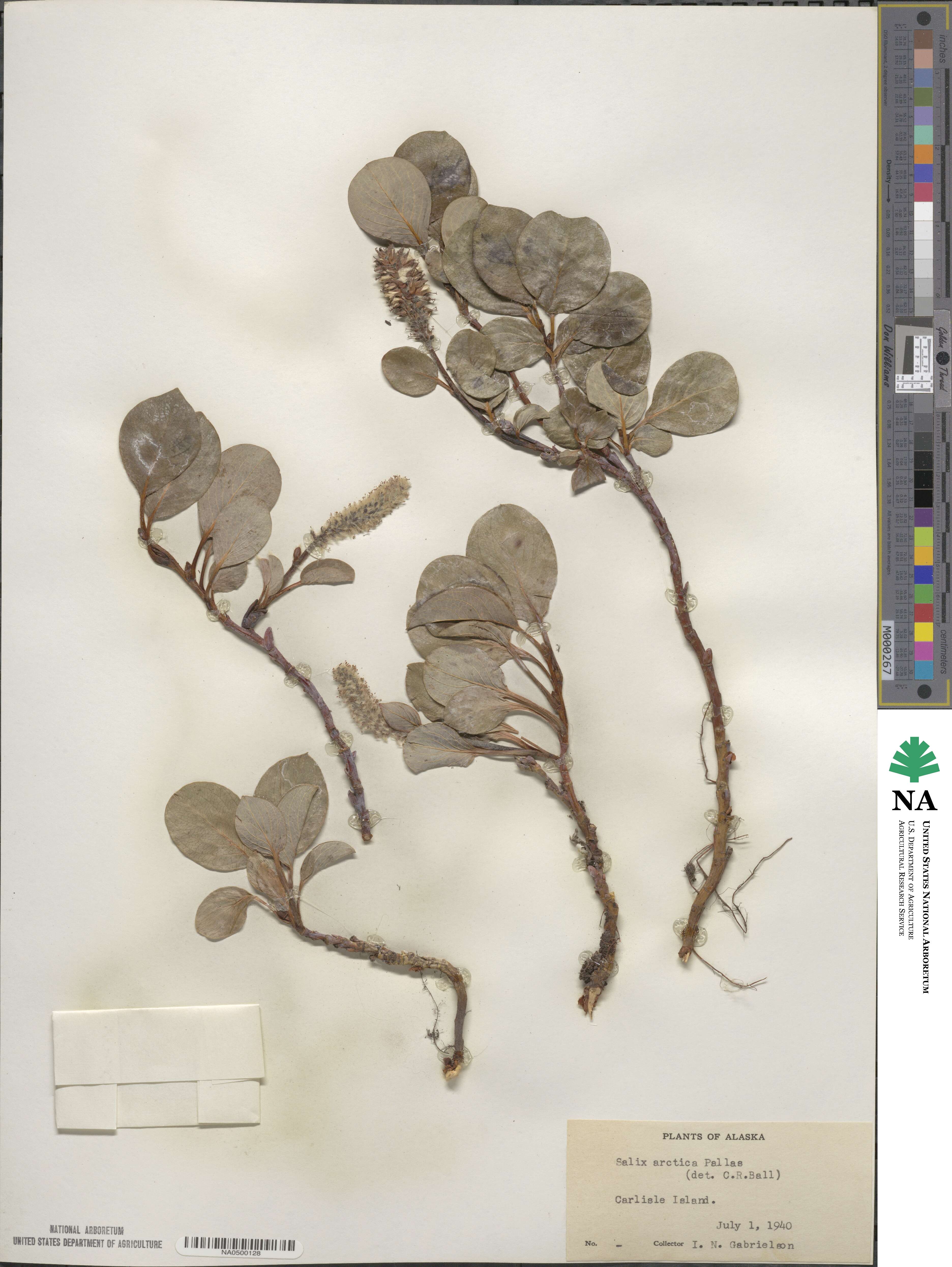 Salix arctica image