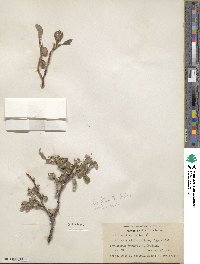 Salix arctica image