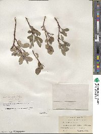 Salix arctica image