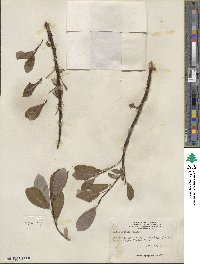 Salix arctica image