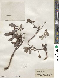 Salix arctica image