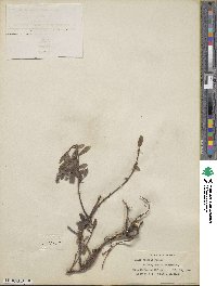 Salix arctica image