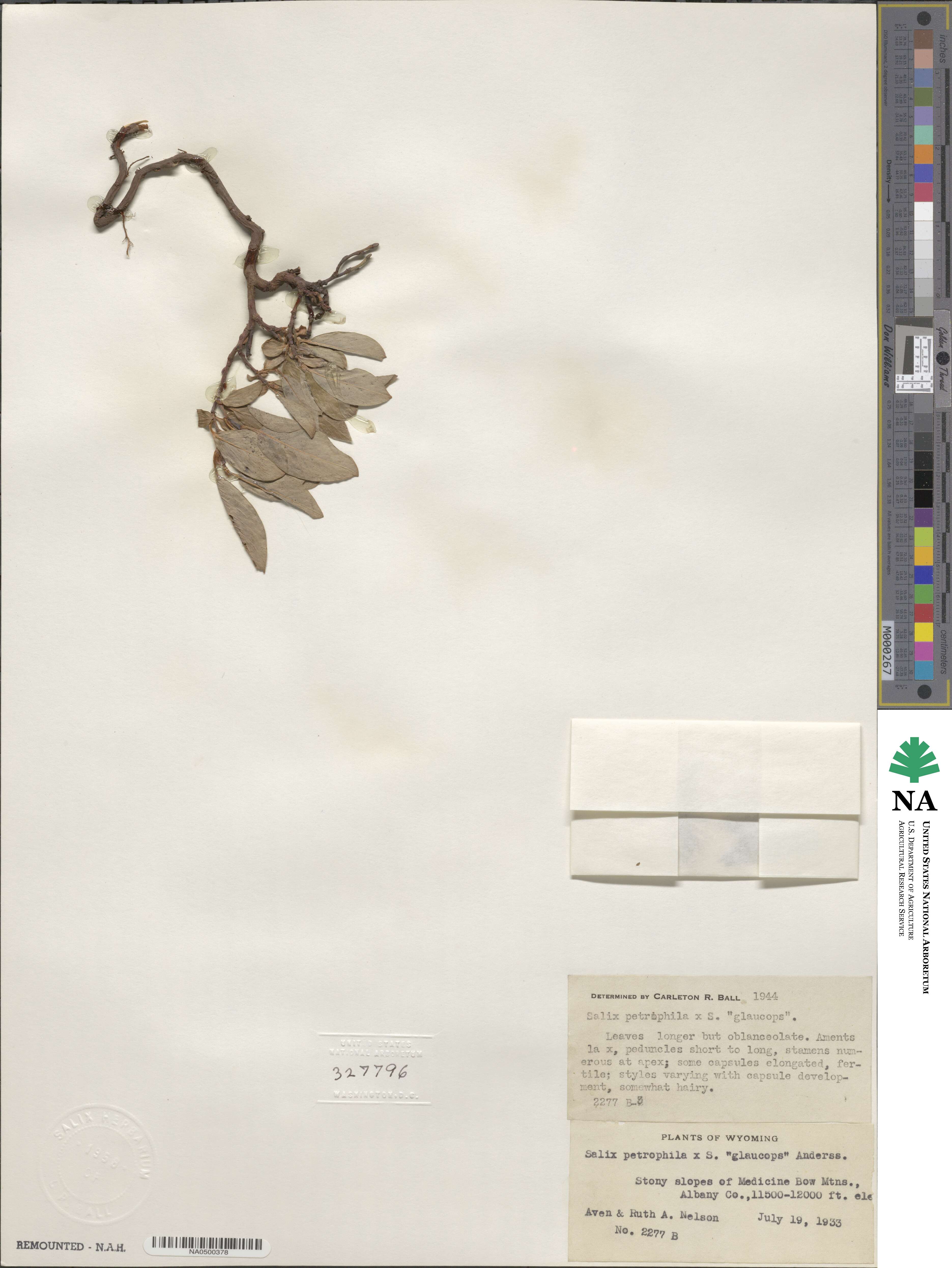 Salix arctica image