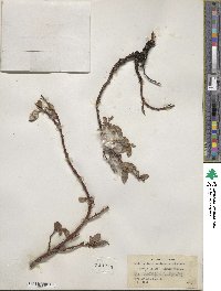 Salix arctica subsp. arctica image