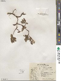 Salix arctica image