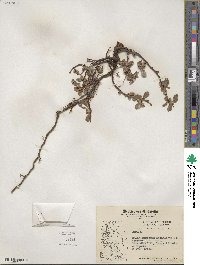 Salix arctica subsp. arctica image