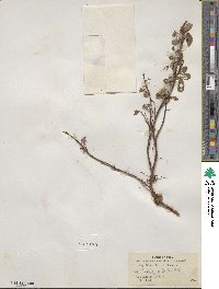 Salix arctica subsp. arctica image