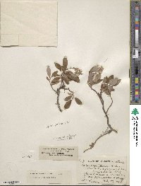 Salix arctica subsp. arctica image