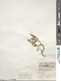 Salix arctica image