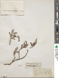 Salix arctica subsp. arctica image